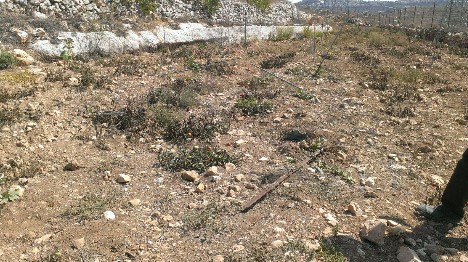 יהודים השחיתו מספר שדות חקלאית. שדה שהושחת בהר חברון