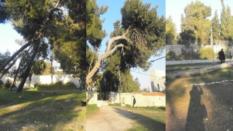 העצים סמוך לקבר דוד המלך