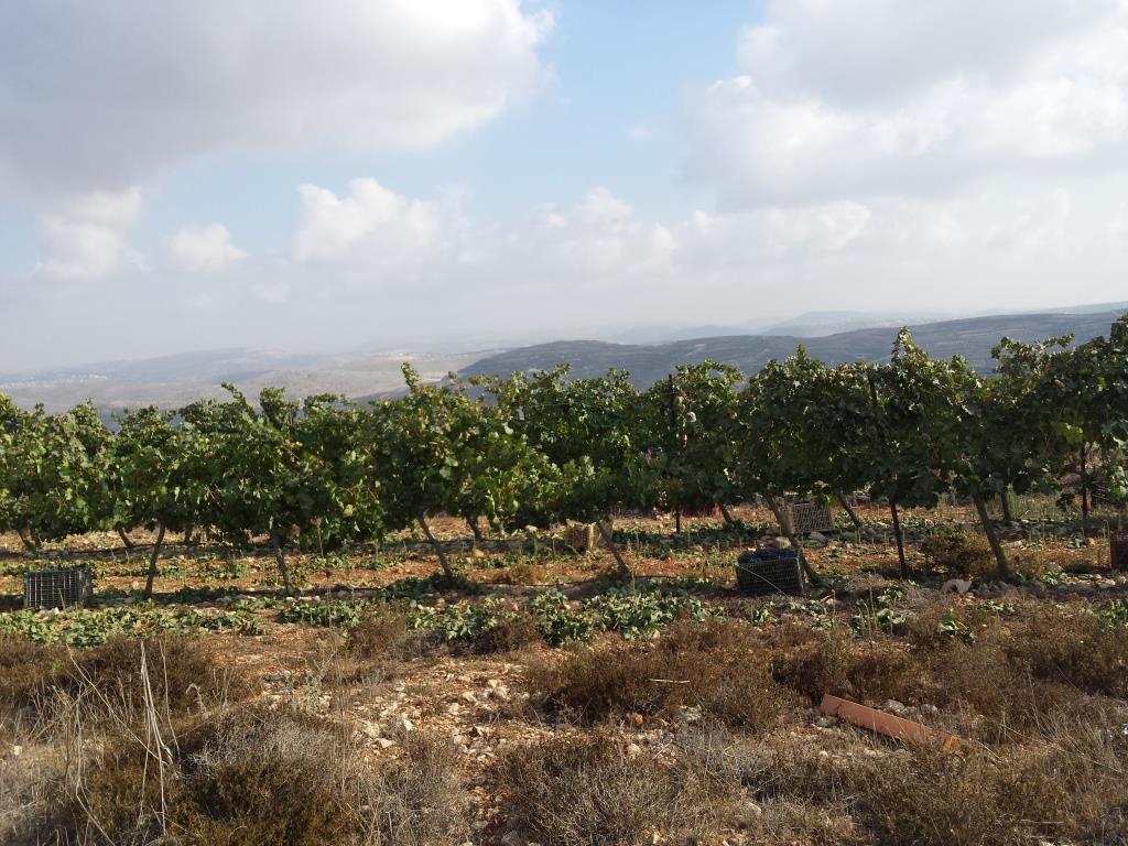 חגיגות בציר תשע"ד בכרם תקומה (אלחנן גרונר – הקול היהודי)