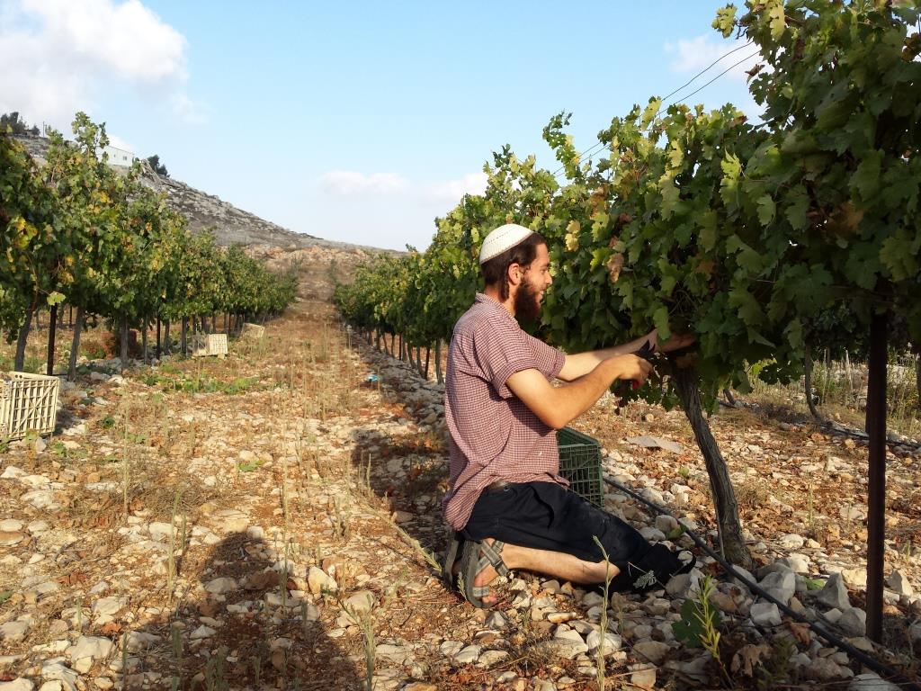 חגיגות בציר תשע"ד בכרם תקומה (אלחנן גרונר – הקול היהודי)