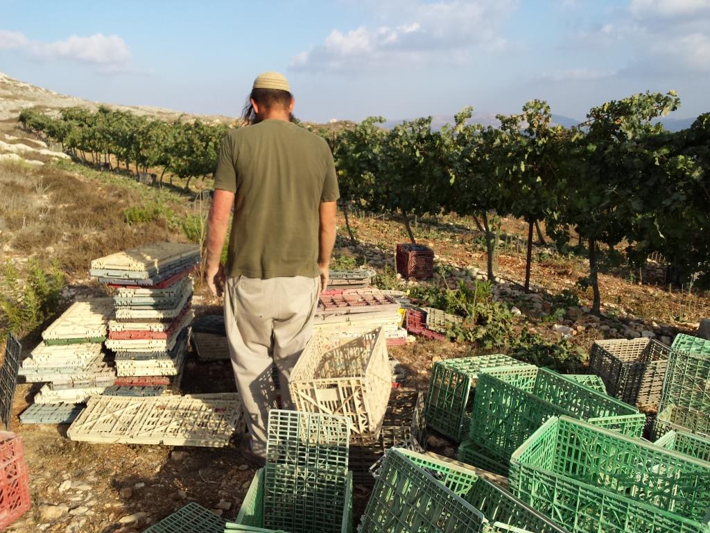 חגיגות בציר תשע"ד בכרם תקומה (אלחנן גרונר – הקול היהודי)