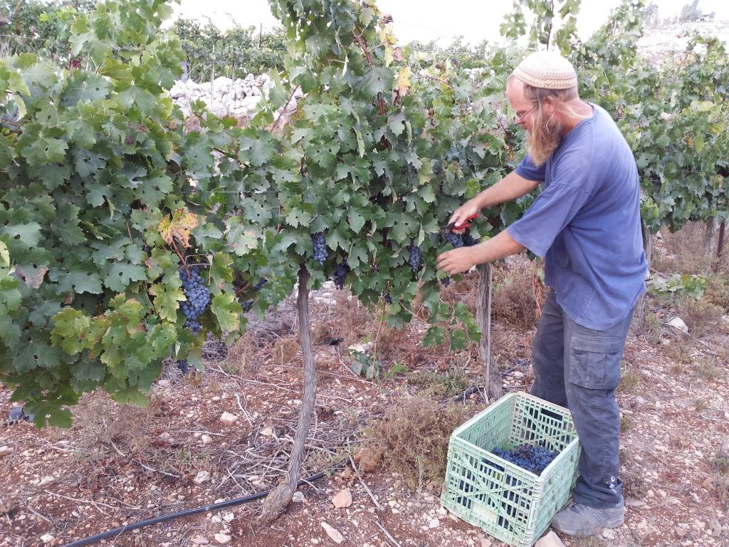 חגיגות בציר תשע"ד בכרם תקומה (אלחנן גרונר – הקול היהודי)