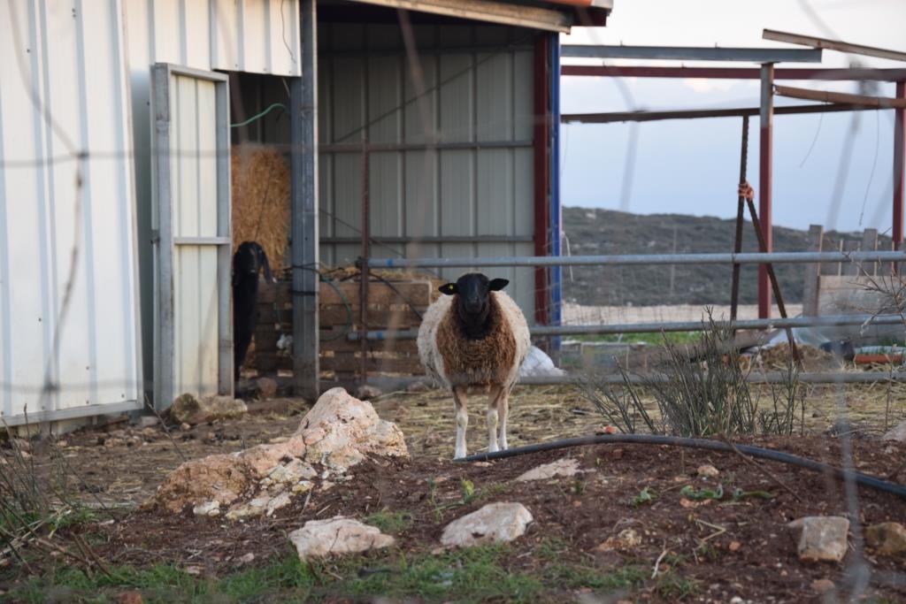 "כל שלושה ארבעה חודשים ניסיון גנבה". עדר. אילוסטרציה (אברהם שפירא)