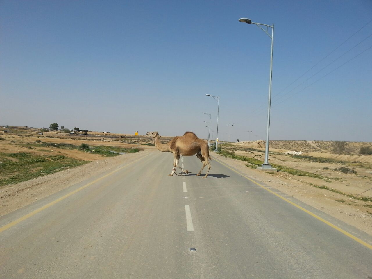 גמל באמצע כביש בנגב (איציק צור)