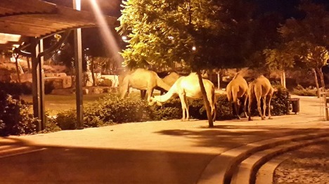 "זה לא סכנה?!". גמלים בבאר שבע (איריס חן)