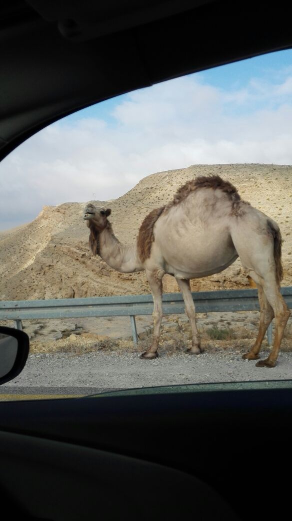 גמלים בכביש בנגב (חברי כפר רתמים) 