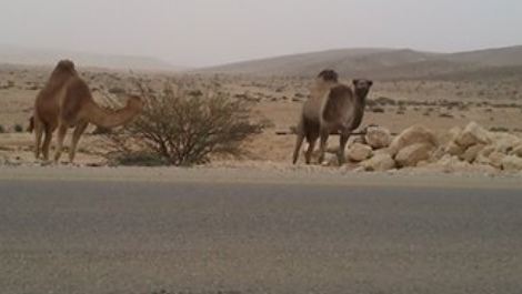 אצבע מאשימה למשטרה: "לא אוכפים את סימון הבהמות".