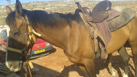 הסוסה שנגנבה מהישוב עדי עד (צורי עמיאור - סוכנות תצפית)