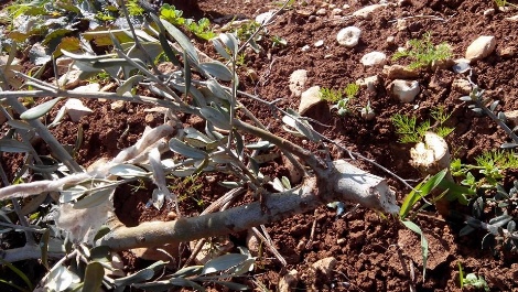 עץ זית סמוך לתורמוס-עיא היום (זכריה סאדה - רבנים למען זכויות אדם)