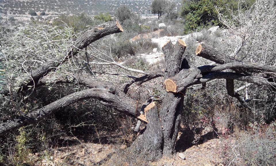 עצי זית שנכרתו סמוך ליאסוף (זכריא רבנים לזכויות אדם)