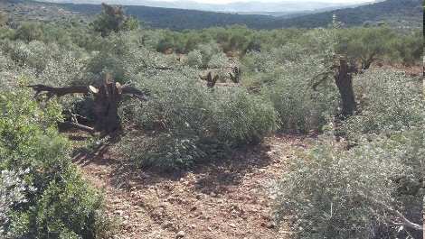 העצים שנגדעו בשומרון