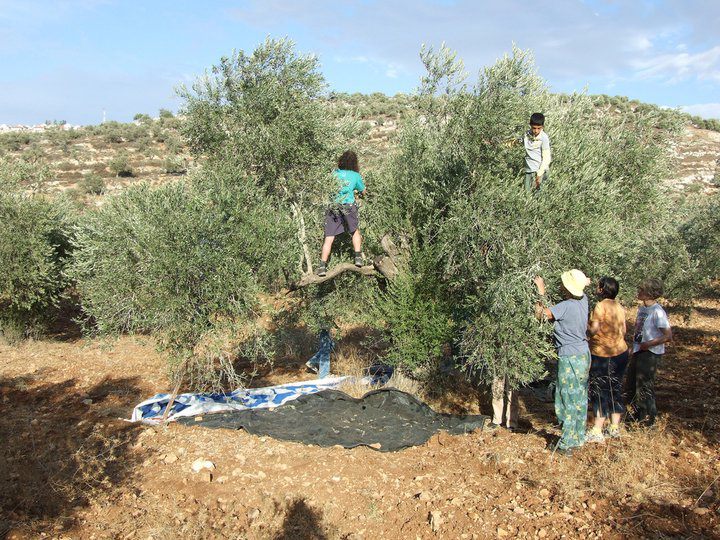 מסיק זיתים ערבי (קואליציית המסיק)