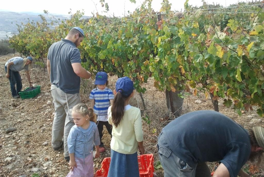 בציר בכרם ביצהר (דוברות יצהר)