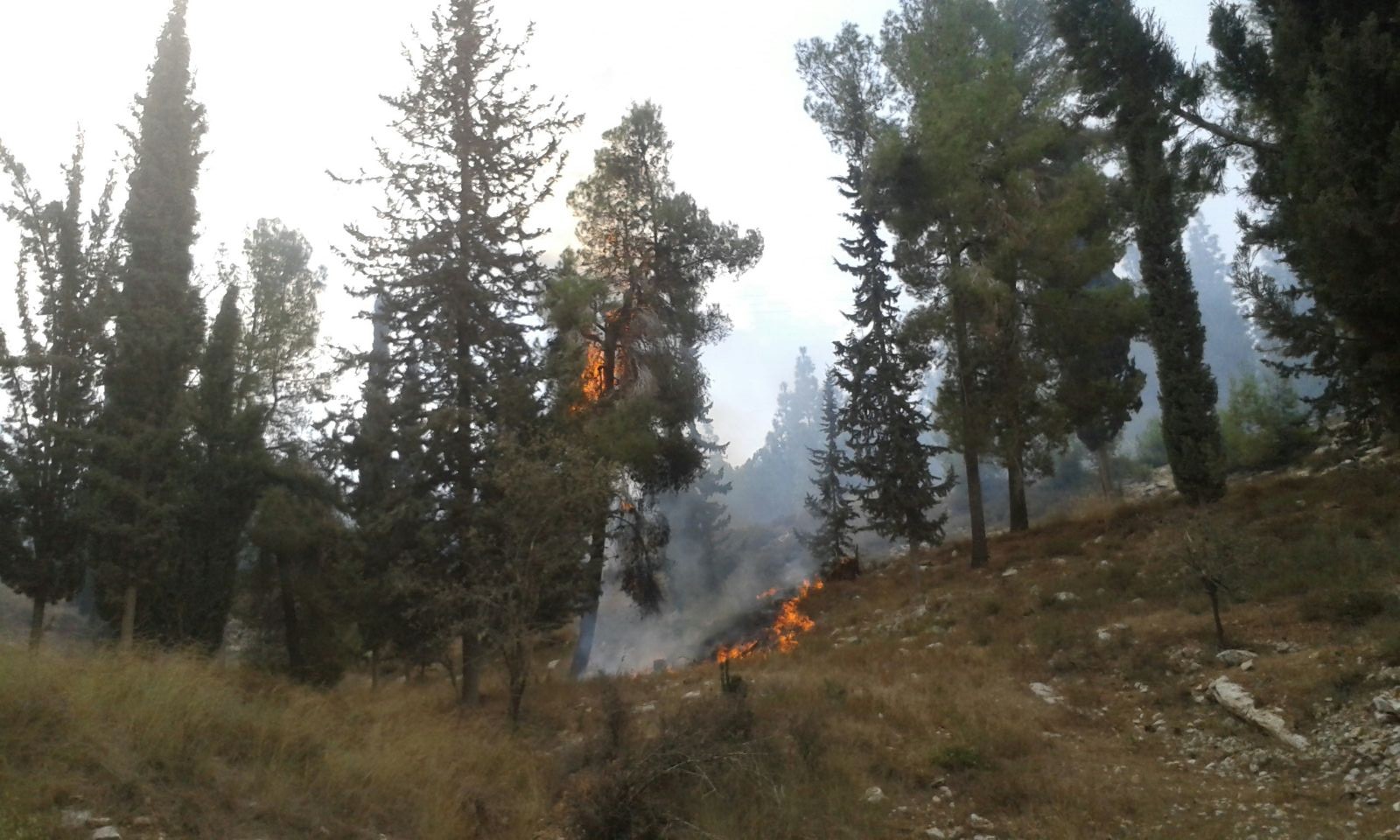 השריפה ביער גבעות בגוש עציון, הבוקר (דוברות מועצת גוש עציון)