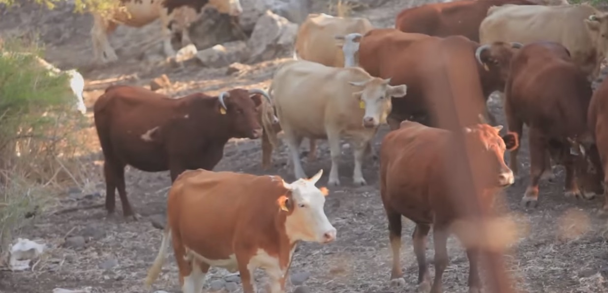 רוב הנתונים על אירועי הפשיעה כלל לא מגיעים או לא נרשמים בידי המשטרה (השומר החדש)